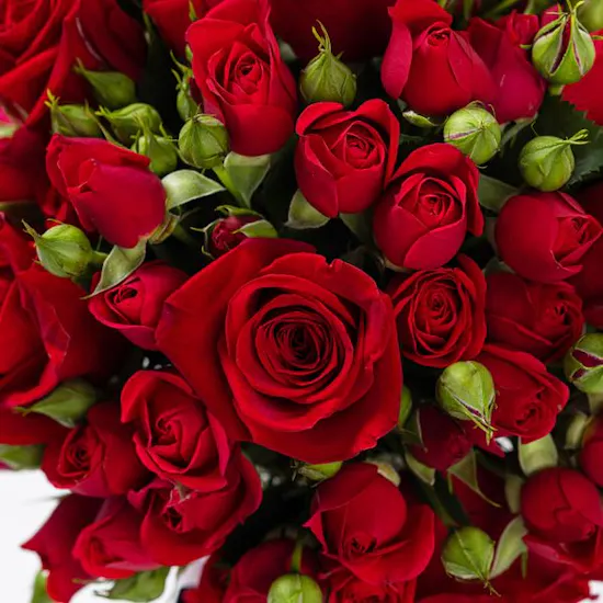 Reds flower