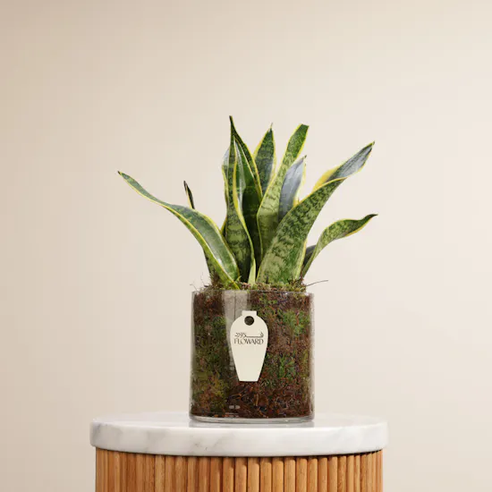 Sansevieria Snake Plant