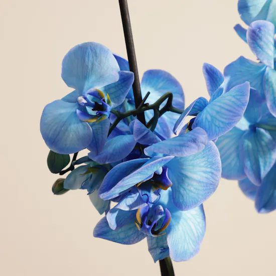 Father's Day Gentle Blue Orchid Plant