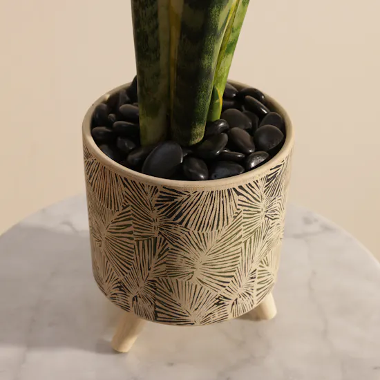 Sanseveria Snake Plant
