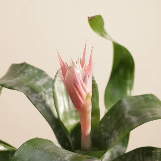 Elegant Aechmea Chantinii Plant