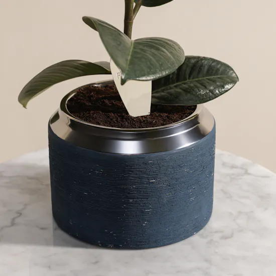 Ficus Elastica Robusta Plant