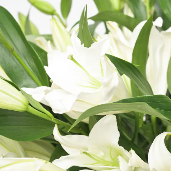 White Beauty | Flower Vase