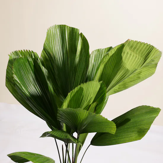 Magical Licuala Grandis Plant