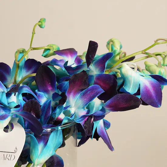 Shiny Baby Orchid Vase | 5 Flowers