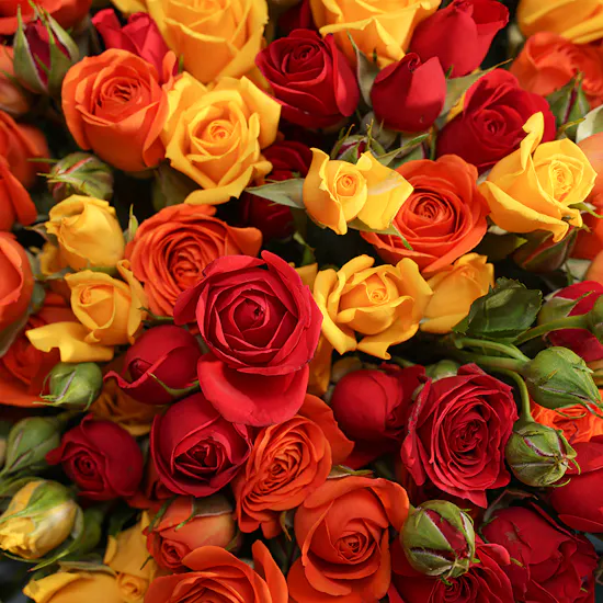 Sunset Blaze Baby Rose Bouquet