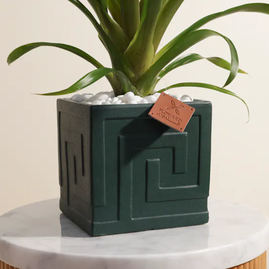 Pink Guzmania | Ceramic Pot