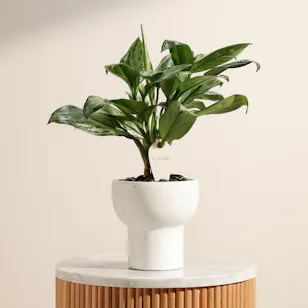 Charming Aglaonema Christina Plant