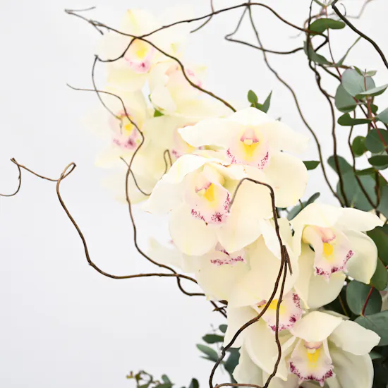 White Cymbidium | Artistic Vase