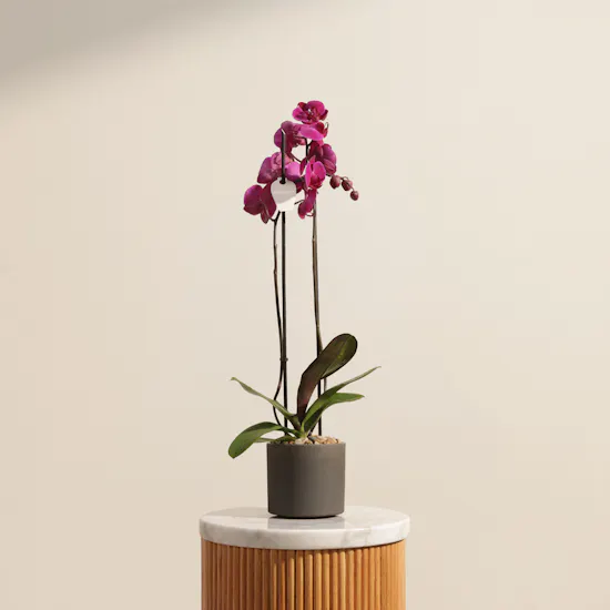 Fancy Purple Phalaenopsis Plant