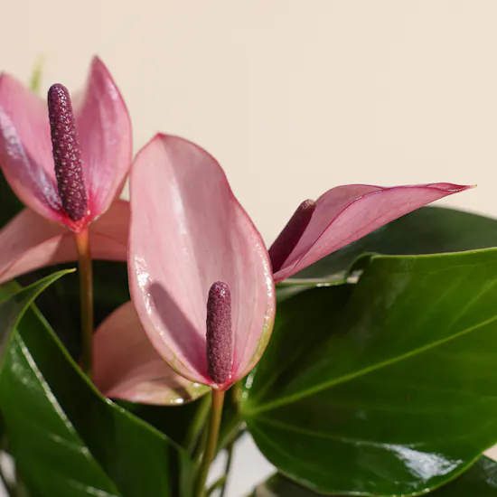 Mini Purple Anthurium