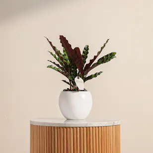 Calathea Lancifolia | Creamic Pot