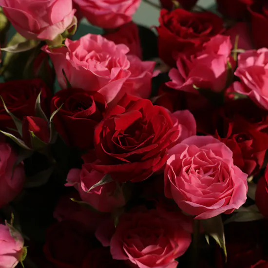Soft Enchantment Flower Bouquet | 15 Flowers