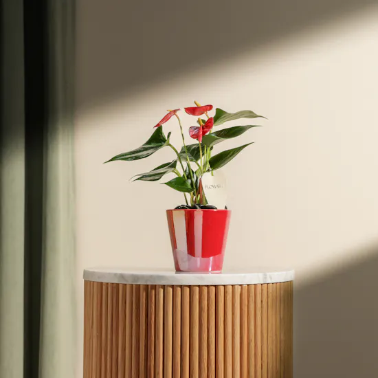 Shiny Red Anthurium Small Plant
