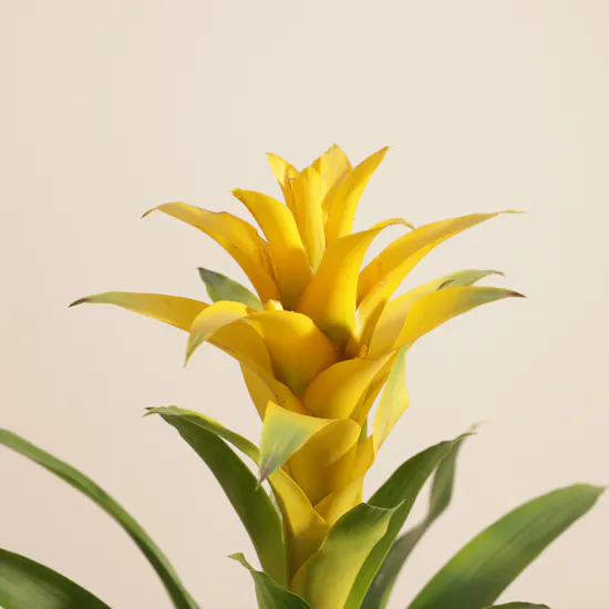 Cheerful Yellow Guzmania Plant