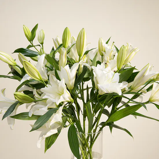 Serenity Lily Vase