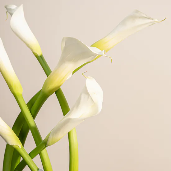 Enchanting White Calla Vase