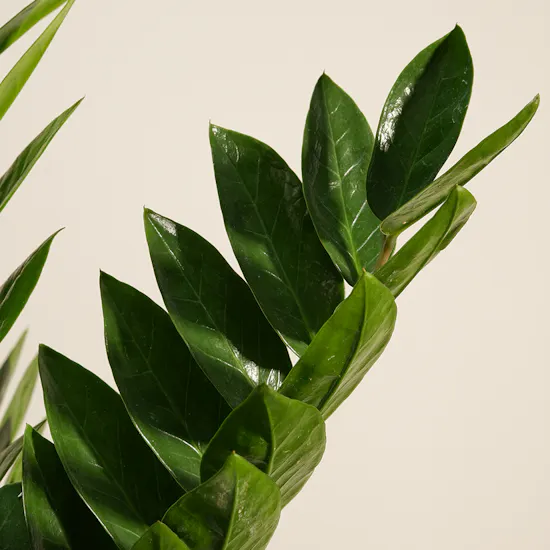 Unique Green Large Zamioculcas Plant
