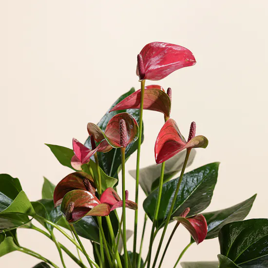 Anthurium Purple