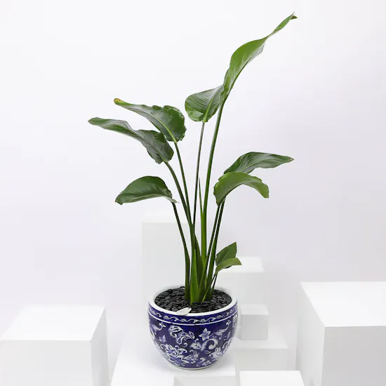 Strelitzia Nicolai Plant 90 cm