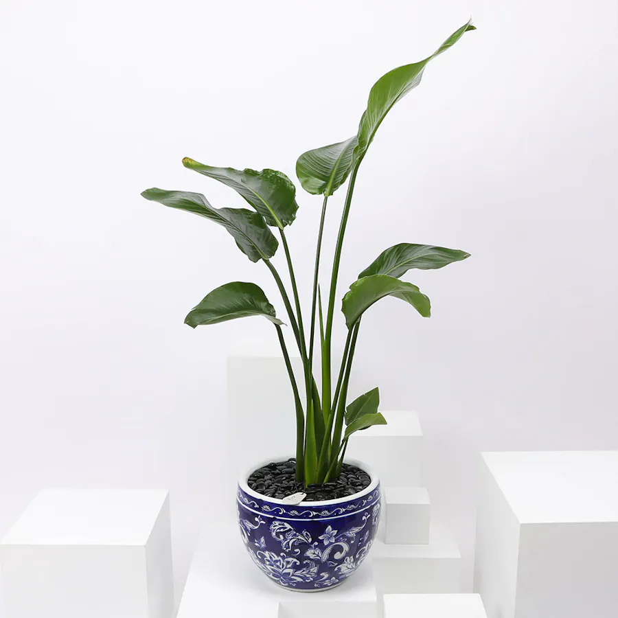 Strelitzia Nicolai Plant 90 cm 1