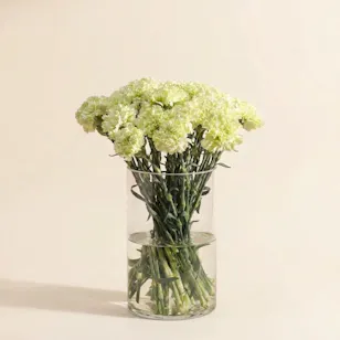 Cheerful Green Carnation Vase