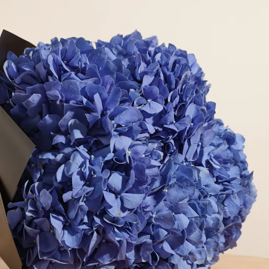 Blue Hydrangea | Black Wrapping