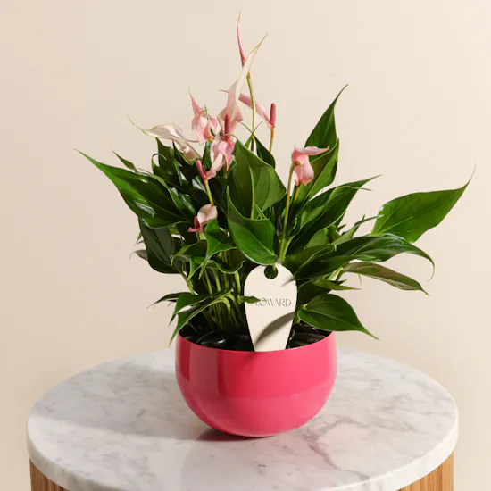 Cute Pink Anthurium Plant