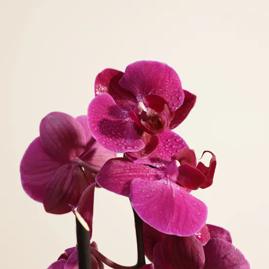 Fancy Purple Phalaenopsis Plant