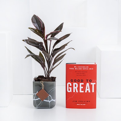Good to Great Book | Cordyline Plant