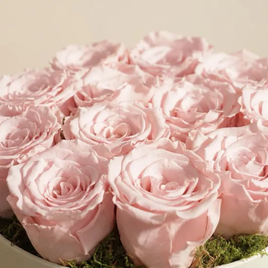 Soft Pink Medium preserved Roses Box