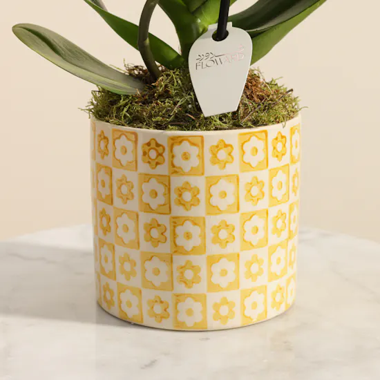 Fancy Yellow Orchid Plant with Yellow Ceramic Pot
