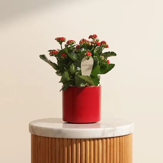 Lovely Pure Red Kalanchoe Plant