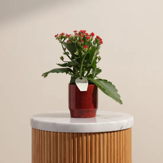 Enchanting Red Kalanchoe Plant