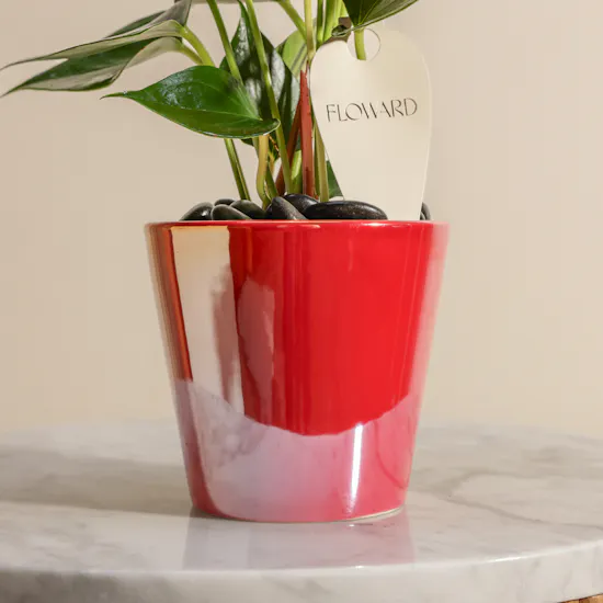 Shiny Red Anthurium Small Plant