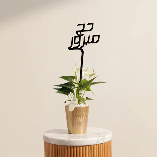 Blessed Hajj White Anthurium Plant