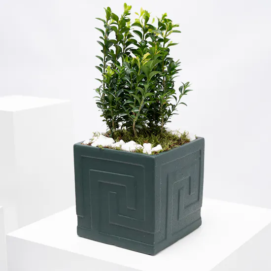 Buxus Sempervirens | Dark Green Pot