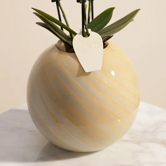 Elegant Small Yellow Phalaenopsis Plant