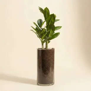 Charming Zamioculcas Plant Pot Charming Zamioculcas Plant Pot