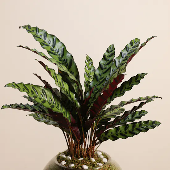 Calathea Lancifolia
