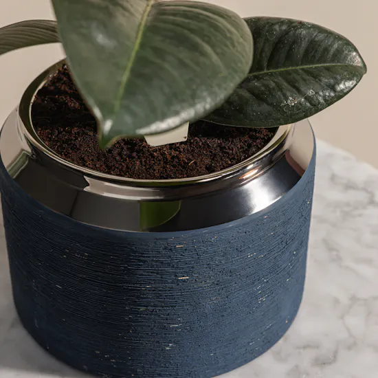 Ficus Elastica Robusta Plant