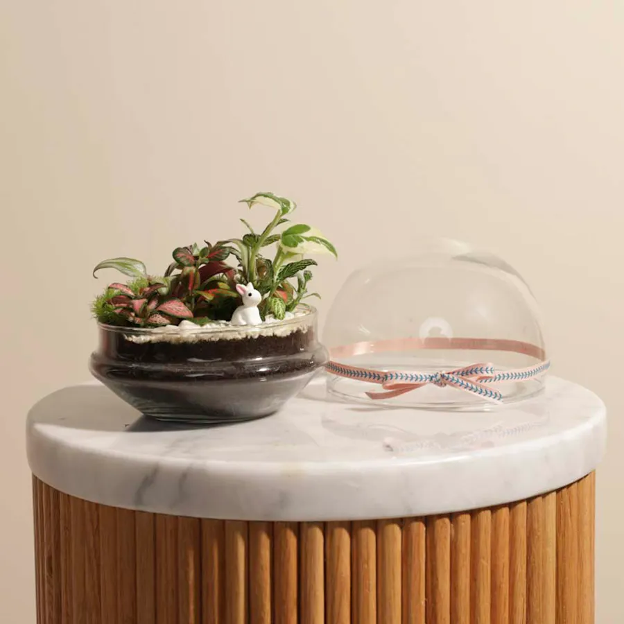 Tropical Dream | Closed Terrarium 3