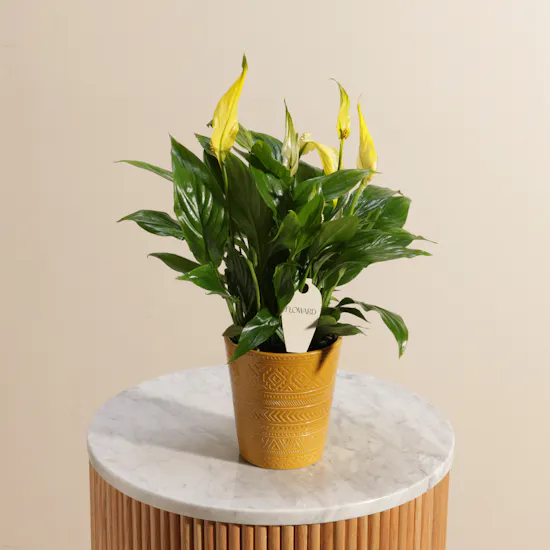 Yellow Spathiphyllum Plant