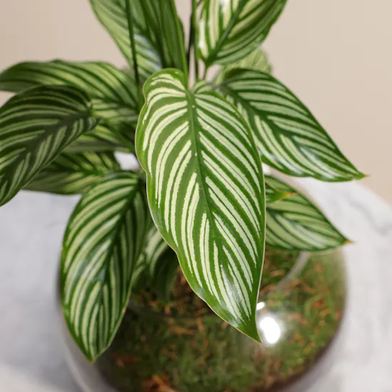 Elegant Calathea Vittata Plant