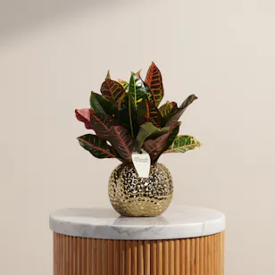 Vibrant Codiaeum Petra Plant