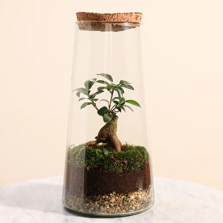 Ficus Microcarpa Inside Succulent 4