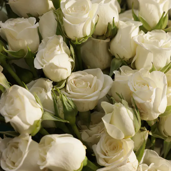 Gentle Soft White Baby Rose Bouquet | 50 Flowers