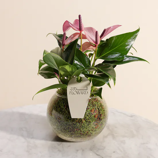Mini Purple Anthurium