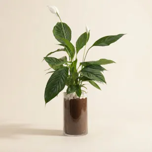 Glowy Spathiphyllum Bingo Plant 