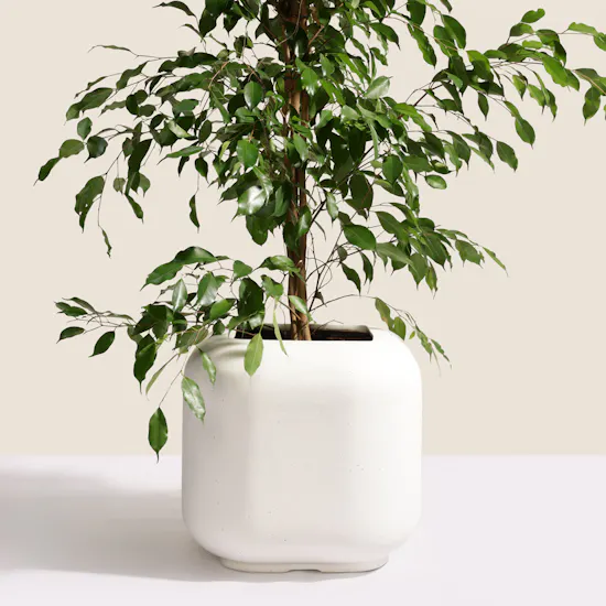 Elegant Ficus Exotica Plant Pot